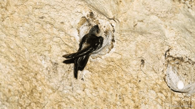 Birds nest #Edible-nest Swiftlet