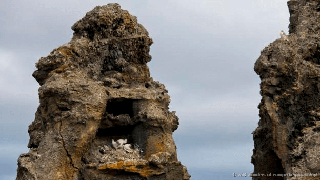 Birds nest #Gyrfalcon