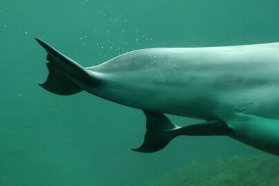 Facts-About Dolphin-1