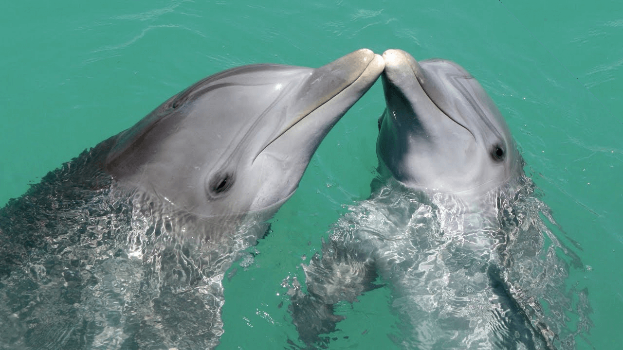 Дельфины живут лет. Дельфин-Афалина. Дельфин Афалина и рыбы. Китообразные Афалина. Белобрюхий Дельфин.