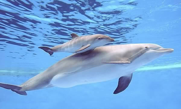 Facts-About Dolphin-3
