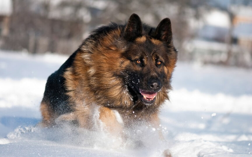 top 10 most dangerous dogs in the world-German shepherd
