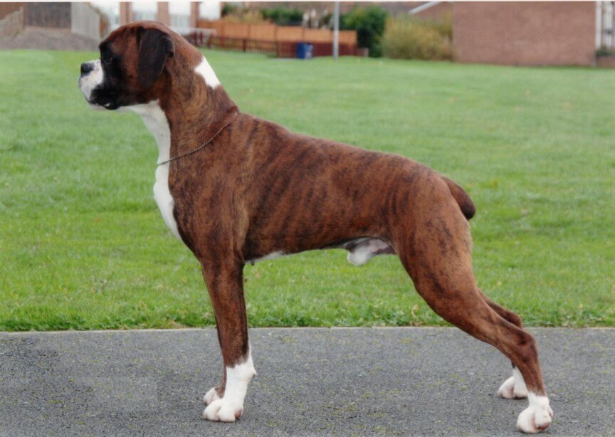 top 10 most dangerous dogs in the world-boxer