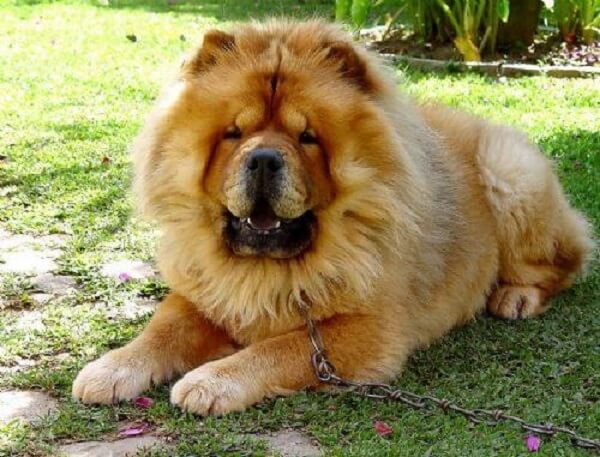 chow chow dog dangerous