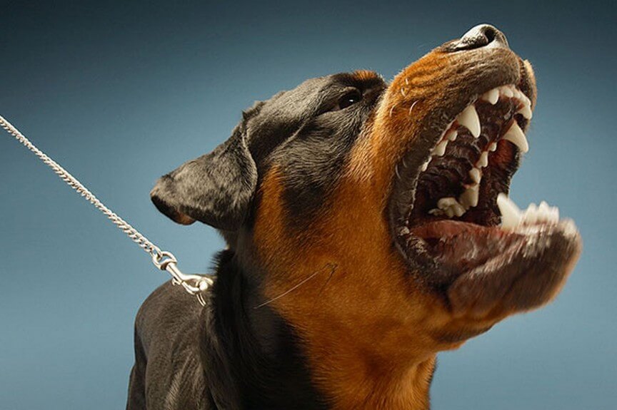 top 10 most dangerous dogs in the world-rottweiler