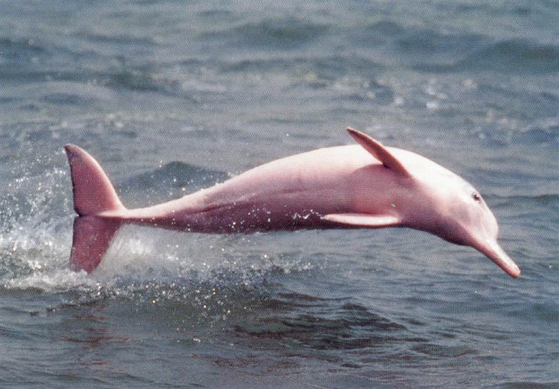 Amazon Rainforest Animals-Amazon Pink River Dolphin