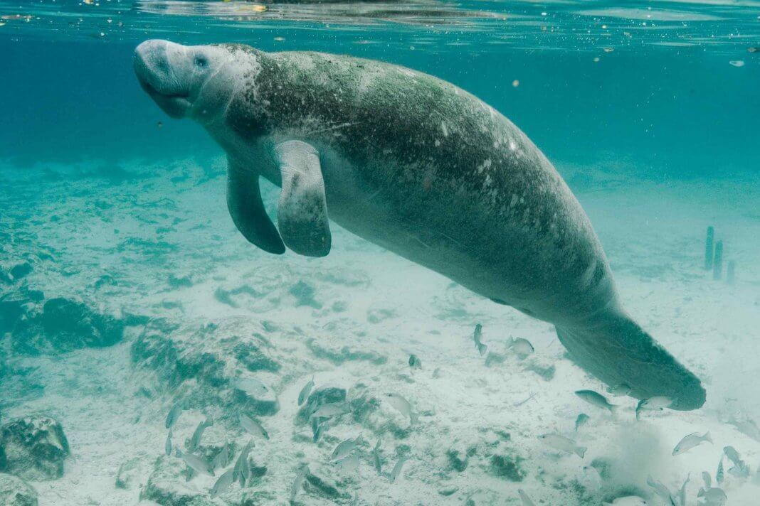 Amazon Rainforest Animals-Amazonian Manatee