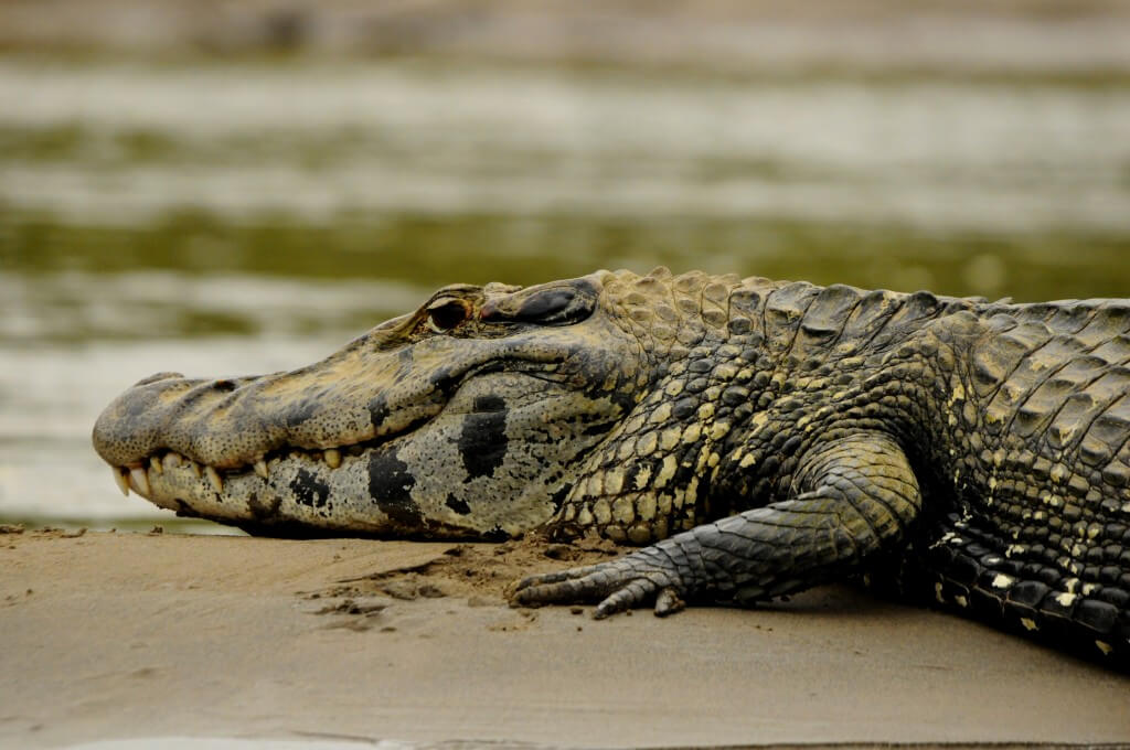 Amazon Rainforest Animals-Black Caiman