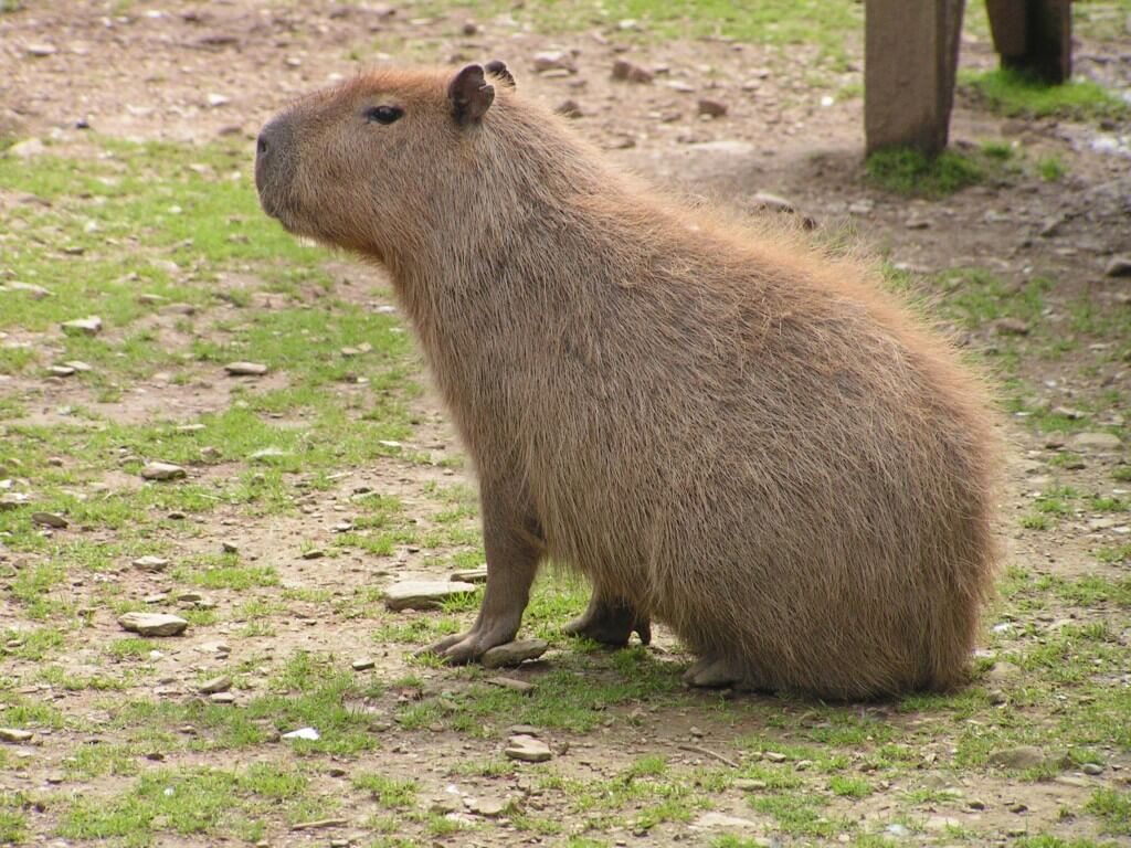 Amazon-Rainforest-Animals-Capybara.