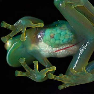 Amazon Rainforest Animals-Glass Frog