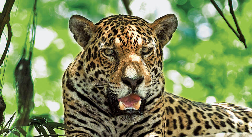 Amazon Rainforest Animals-Jaguar