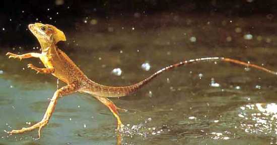 Amazon Rainforest Animals-Jesus Lizard