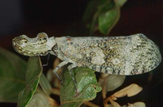 Amazon Rainforest Animals-Peanut Head Bug