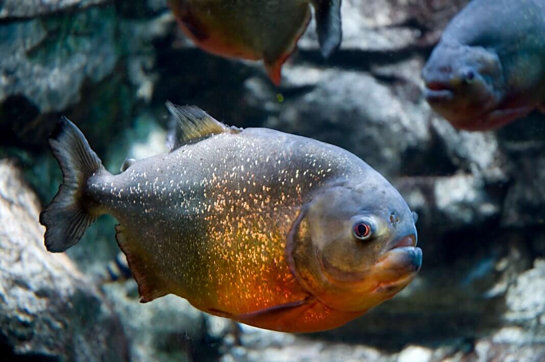 Amazon-Rainforest-Animals-Piranha