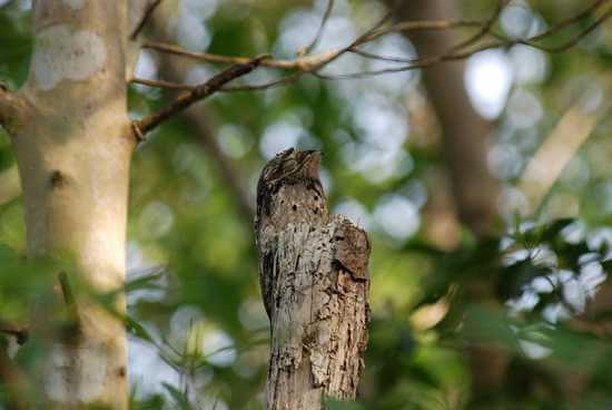 Amazon Rainforest Animals-Potoo