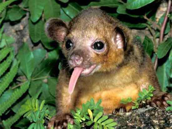 Amazon Rainforest-kinkajou