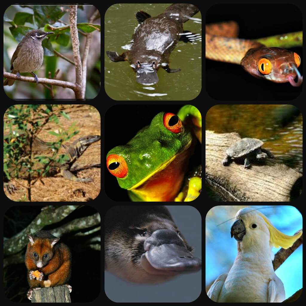 Amazon rainforest Facts-1