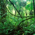 Amazon rainforest facts-10