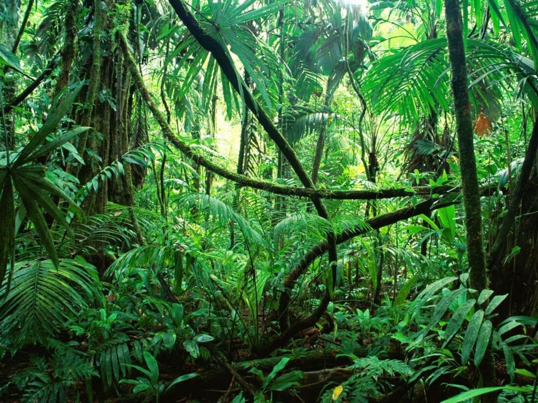 Amazon rainforest facts-10