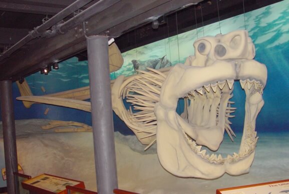 Megalodon-Facts-Is the Megalodon Still Around