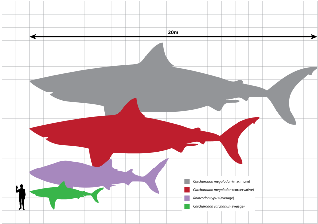 Megalodon-Facts-The Behemoth Shark Ever to Have Lived