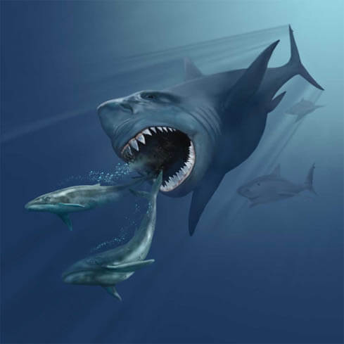 Megalodon-Facts-The Ocean’s Top Predator