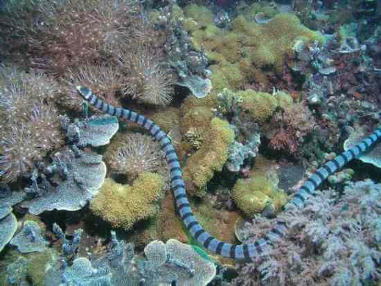 Most Poisonous Snakes in the World-Belcher’s Sea Snake