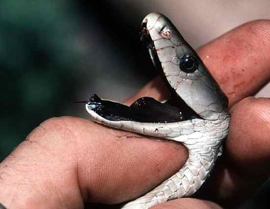 Most Poisonous Snakes in the World-Black Mamba