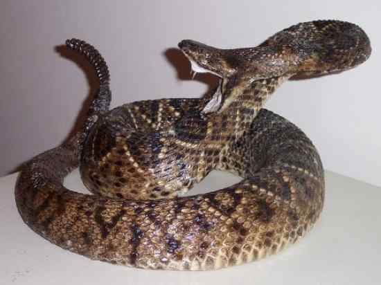 Most Poisonous Snakes in the World-RattleSnake