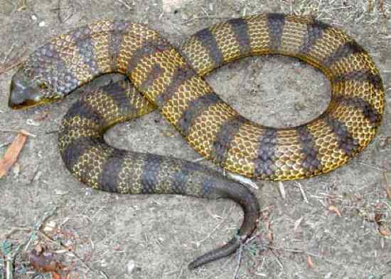 Most Poisonous Snakes in the World-Tiger Snake