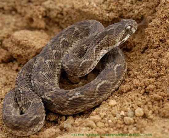 Most Poisonous Snakes in the World-Vipers