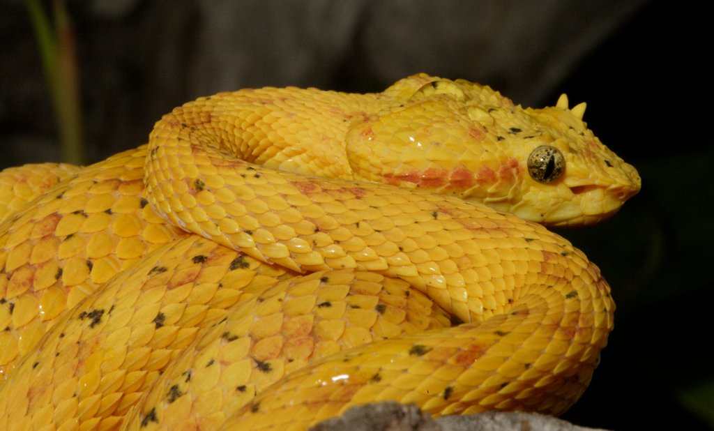 Eyelash Viper