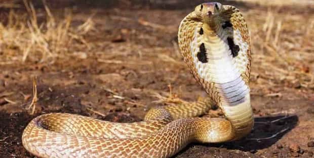 Indian Cobra