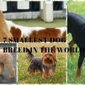 7 SMALLEST DOG BREED IN THE WORLD- Featured