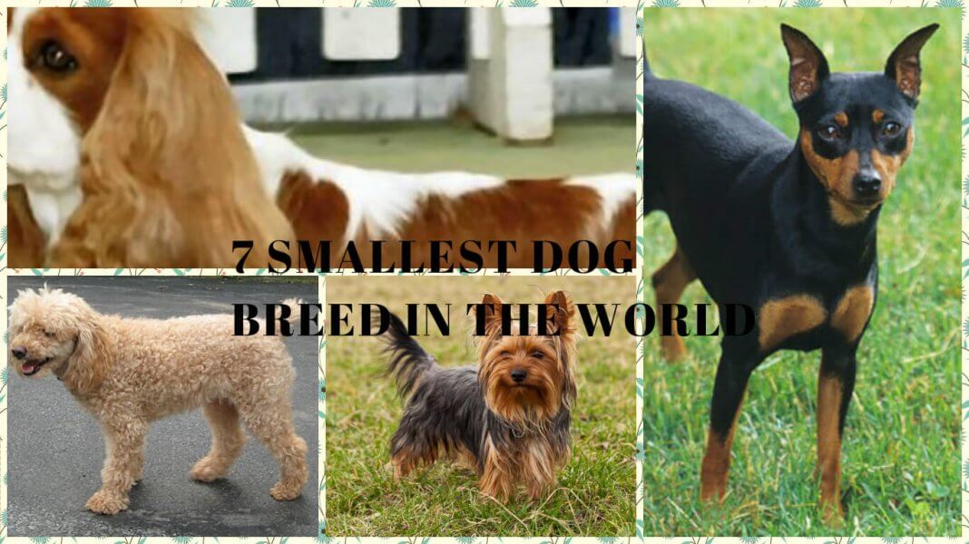 7 SMALLEST DOG BREED IN THE WORLD- Featured