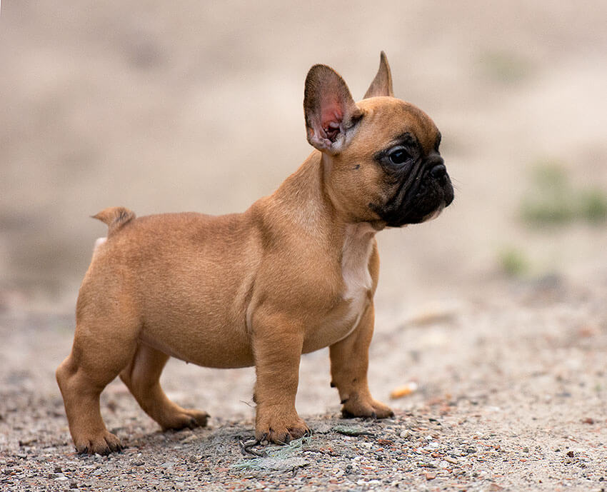  SMALLEST DOG IN THE WORLD-French Bulldog