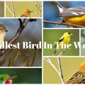 Smallest Bird In The World-featured