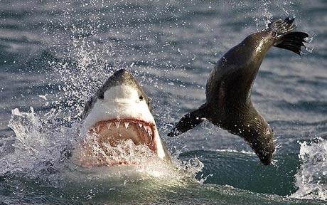 30 Interesting Facts about Sharks-Great white sharks are fussy eaters