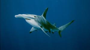 30 Interesting Facts about Sharks-Hammerhead shark