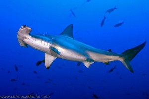 30 Interesting Facts about Sharks-Hammerhead sharks