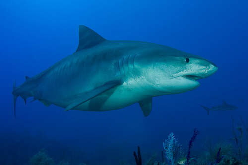 30 Interesting Facts about Sharks-Pregnant shark