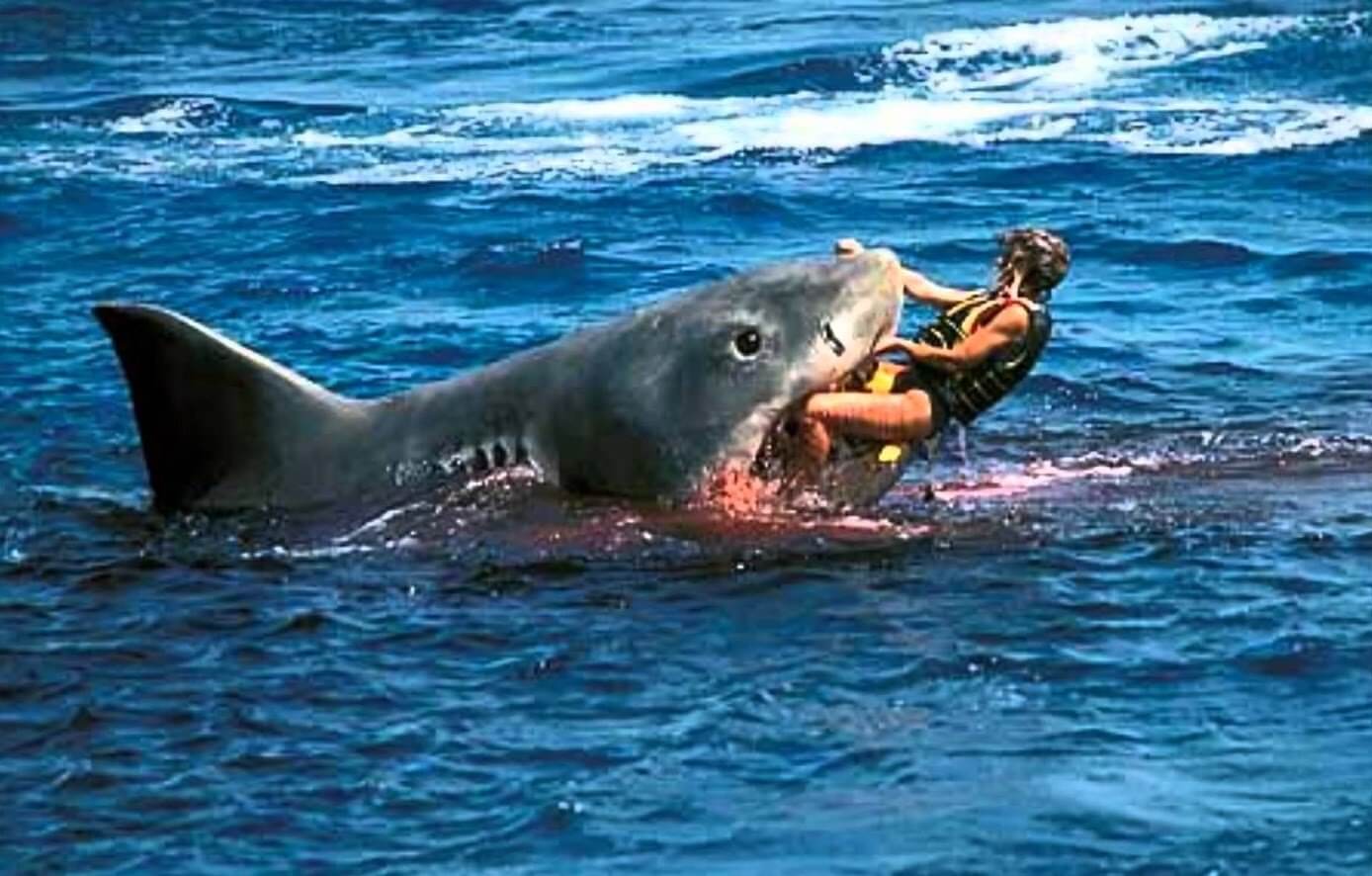  30 Interesting Facts about Sharks-human attack