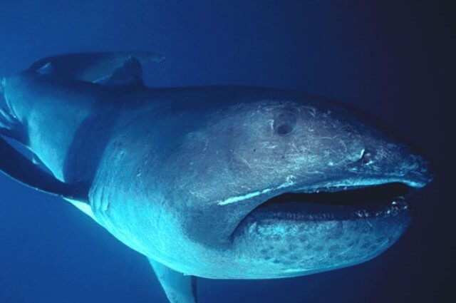 30 Interesting Facts about Sharks-mega-mouth shark