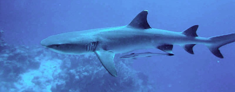 30 Interesting Facts about Sharks-parthenogenesis