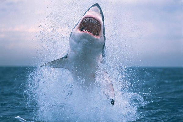 30 Interesting Facts about Sharks-photosphere