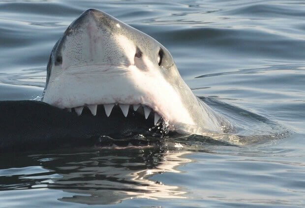 30 Interesting Facts about Sharks-shark eye