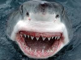 30 Interesting Facts about Sharks-shark teeth