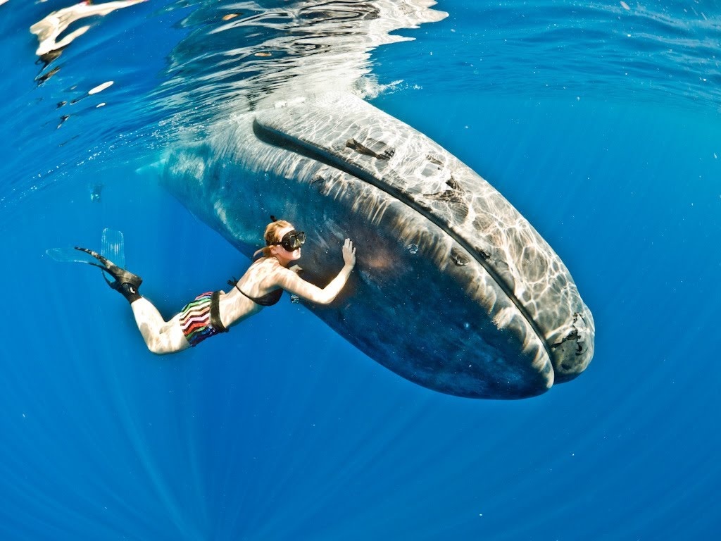 blue whale facts