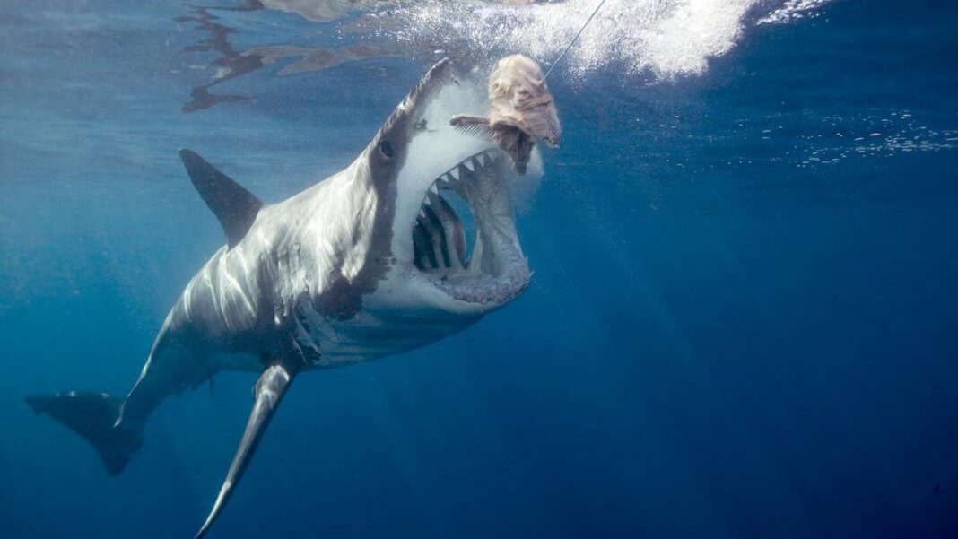 great white shark facts