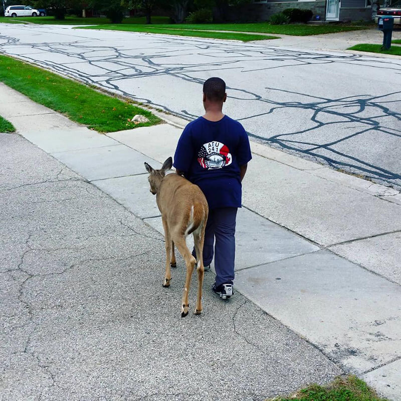 Boy walks a Blind Deer